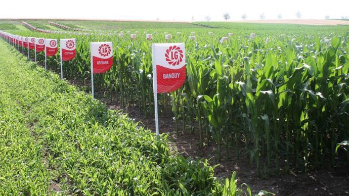 De la castration du maïs à la réception des céréales dans les silos, en passant par les analyses au labo ou la manutention en usine, Limagrain propose des postes à partir de fin juin pour les récoltes d’été et de fin août, ainsi que pour celles d’automne. © B. CAILLIEZ